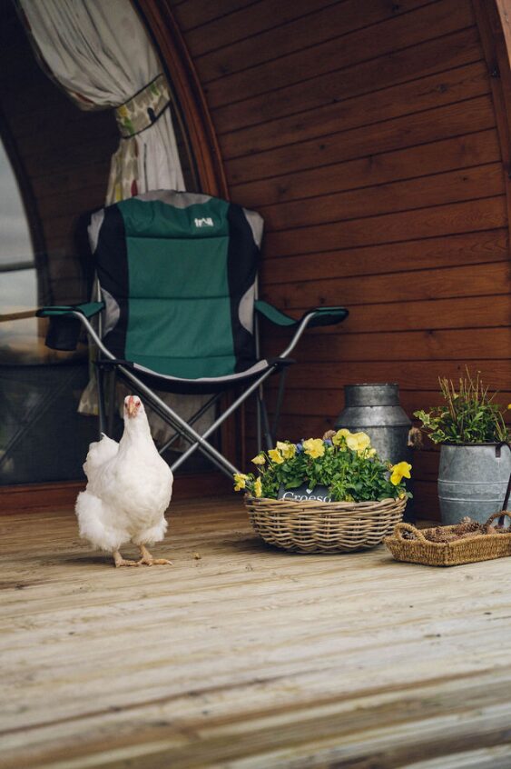 a white hen outside a pod