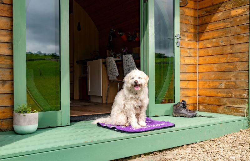 A fluffy white dog sat on a purple mat in the doorway of a wooden glamping pod