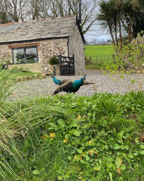 The Barn IMG 8124Dogs welcome SW Cornwall Holiday Accommodation 480x600