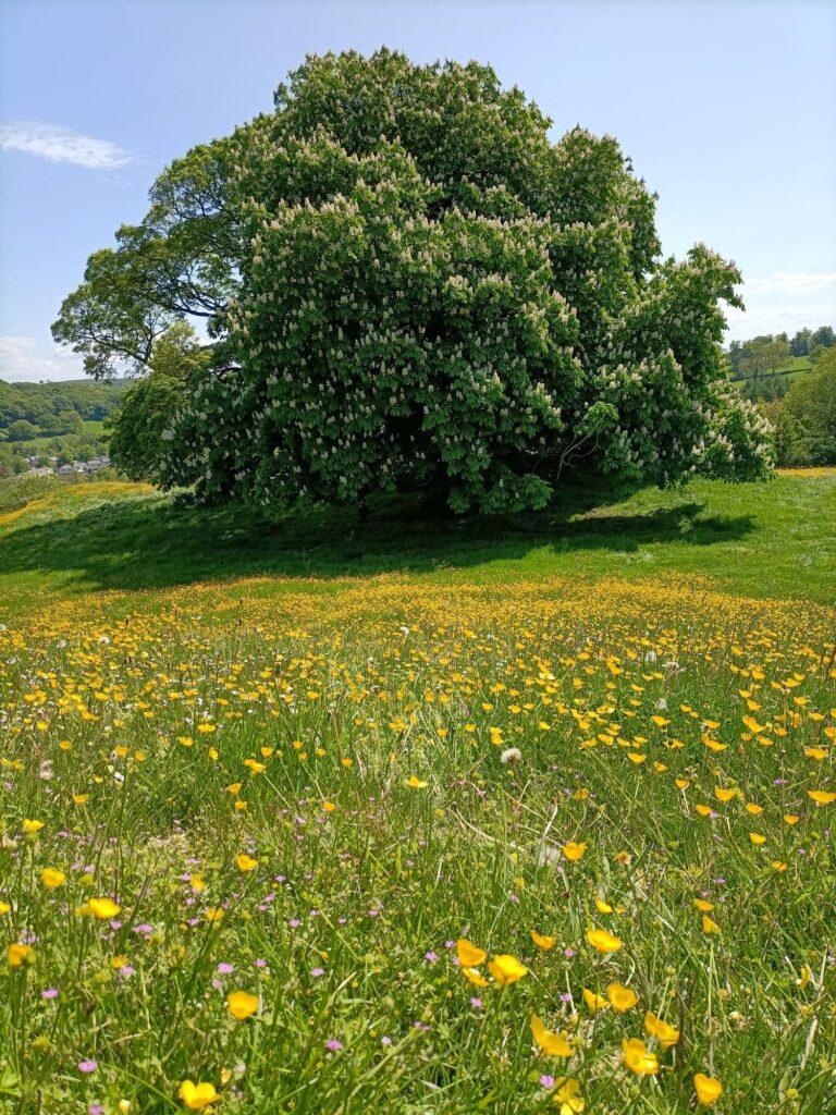 3 Trees Glamping gallery image