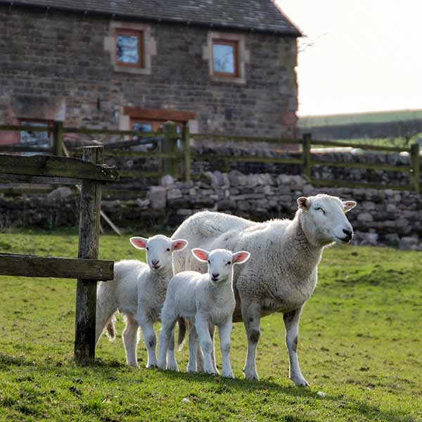 Lane head barns lambs